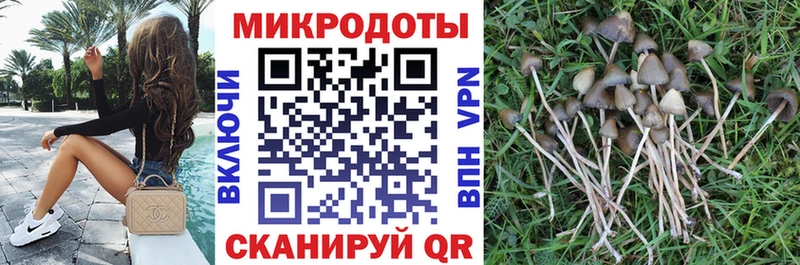 магазин продажи   Назрань  блэк спрут   Галлюциногенные грибы Psilocybe 